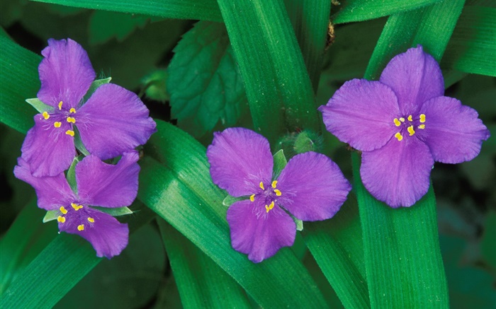 Les petites fleurs violettes, trois ou quatre pétales, des feuilles vertes Fonds d'écran, image