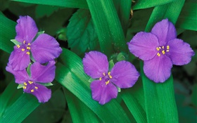 Les petites fleurs violettes, trois ou quatre pétales, des feuilles vertes HD Fonds d'écran