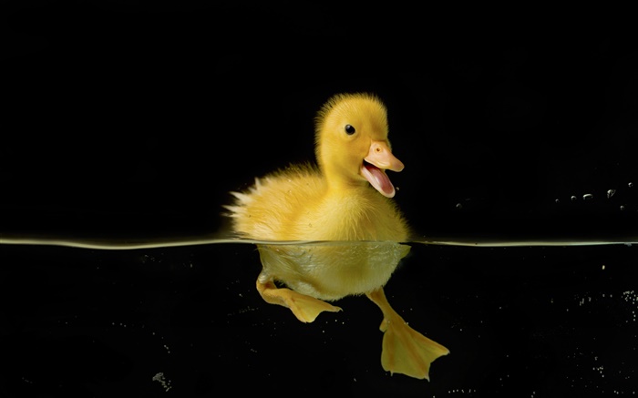 Petit canard jaune dans l'eau Fonds d'écran, image