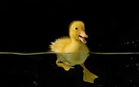 Petit canard jaune dans l'eau HD Fonds d'écran