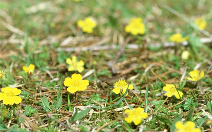 fleurs jaunes peu, terre, herbe Fonds d'écran, image