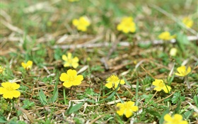fleurs jaunes peu, terre, herbe HD Fonds d'écran