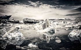 Solitaires ours, neige, mer, photos créatives HD Fonds d'écran