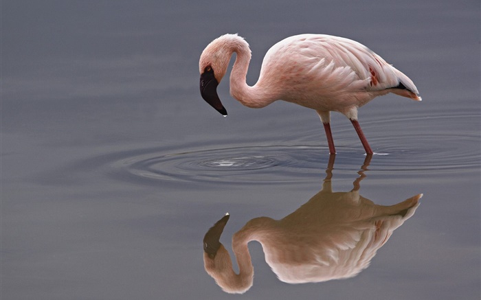 Solitaire flamingo Fonds d'écran, image