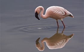 Solitaire flamingo HD Fonds d'écran