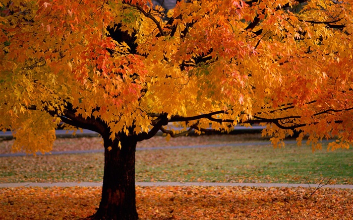 Lonely arbre, automne, les feuilles jaunes Fonds d'écran, image