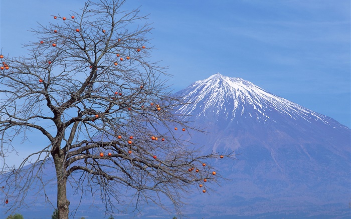 Lonely arbre, fruits, Mont Fuji, Japon Fonds d'écran, image