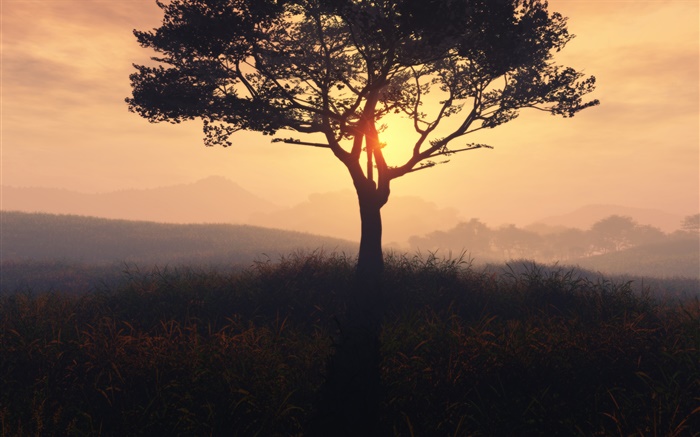 Lonely tree, le lever du soleil, l'herbe, l'aube, brouillard Fonds d'écran, image