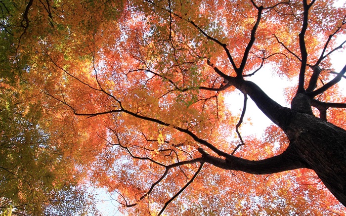 Regardez pour voir, arbre d'érable, les feuilles jaunes et rouges, automne Fonds d'écran, image