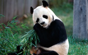 Belle panda mangeant le bambou