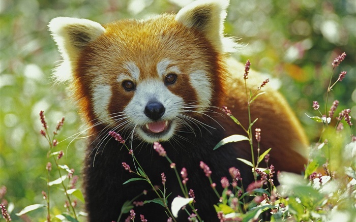 panda rouge Belle Fonds d'écran, image
