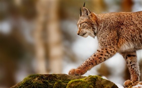 Lynx chasse, prédateur, pierres