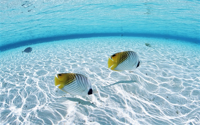 Maldives, poisson clown tropical, les eaux peu profondes, mer Fonds d'écran, image