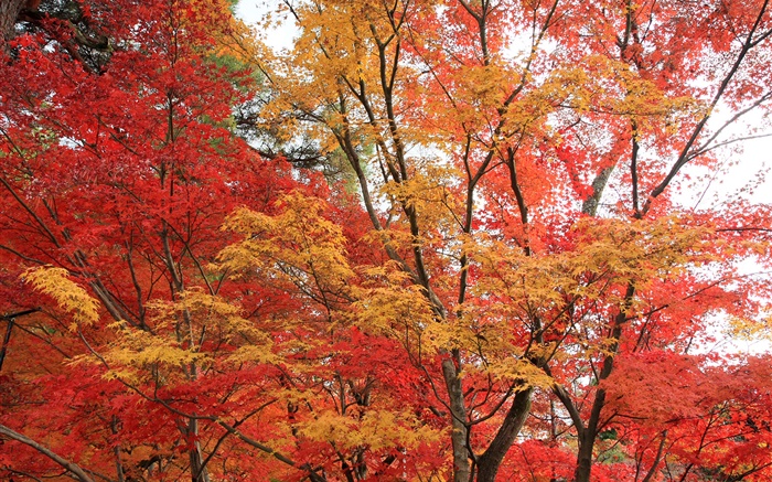 forêt d'érable, les arbres, les feuilles de couleur rouge, automne Fonds d'écran, image