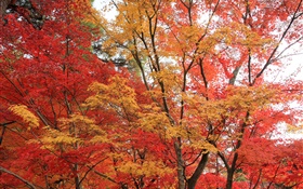 forêt d'érable, les arbres, les feuilles de couleur rouge, automne HD Fonds d'écran
