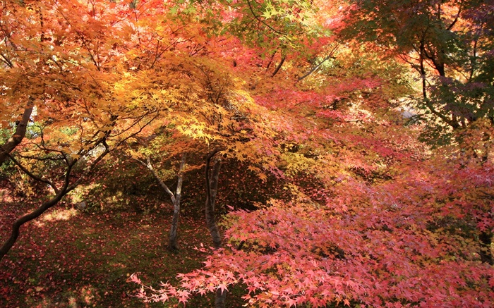 forêt d'érable, les arbres, les feuilles rouges, automne Fonds d'écran, image