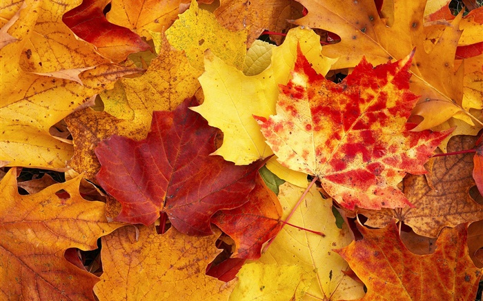 Feuilles d'érable, rouge et jaune, automne Fonds d'écran, image