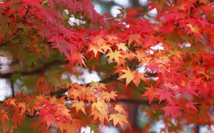 Feuilles d'érable, couleur rouge, automne Fonds d'écran, image
