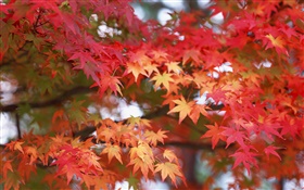 Feuilles d'érable, couleur rouge, automne