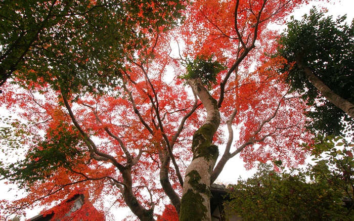Maple tree lever les yeux, les feuilles rouges, automne, maison Fonds d'écran, image