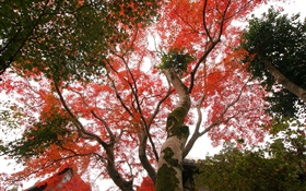 Maple tree lever les yeux, les feuilles rouges, automne, maison