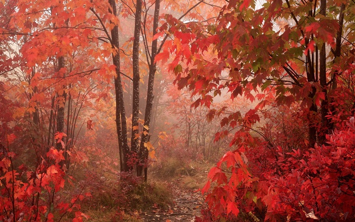 arbres de l'érable, la forêt, les feuilles rouges, automne Fonds d'écran, image