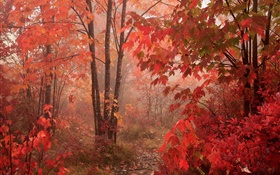 arbres de l'érable, la forêt, les feuilles rouges, automne HD Fonds d'écran
