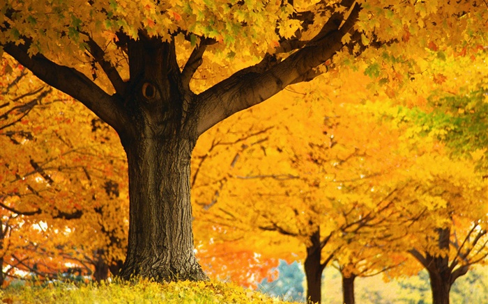 érables, feuilles jaunes, sol, automne Fonds d'écran, image