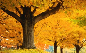 érables, feuilles jaunes, sol, automne HD Fonds d'écran