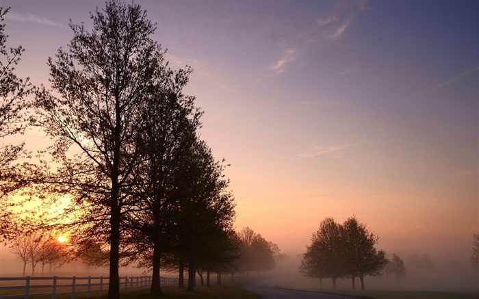 Matin, le brouillard, les arbres, la route, le lever du soleil Fonds d'écran, image