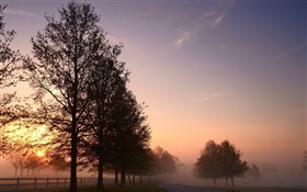 Matin, le brouillard, les arbres, la route, le lever du soleil HD Fonds d'écran