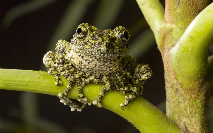 Moss Frog, originaire du nord du Vietnam Fonds d'écran, image
