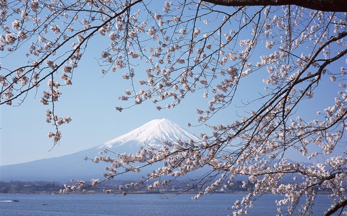 Mont Fuji, Japon, fleurs de cerisier, mer, bateau Fonds d'écran, image