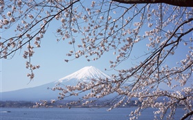 Mont Fuji, Japon, fleurs de cerisier, mer, bateau HD Fonds d'écran