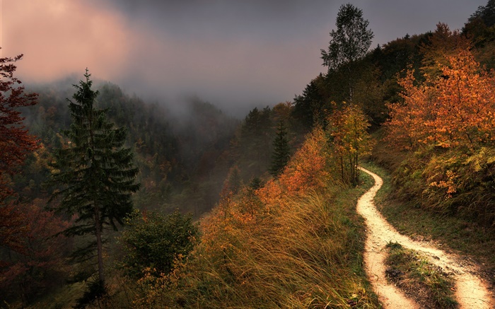 Montagne, brouillard, arbres, sentier, automne Fonds d'écran, image