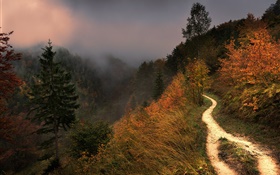 Montagne, brouillard, arbres, sentier, automne