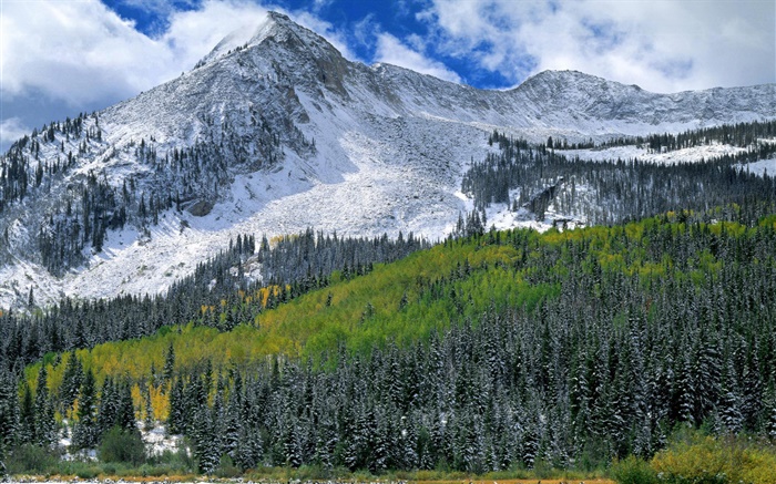 Montagnes, neige, forêt, arbres Fonds d'écran, image