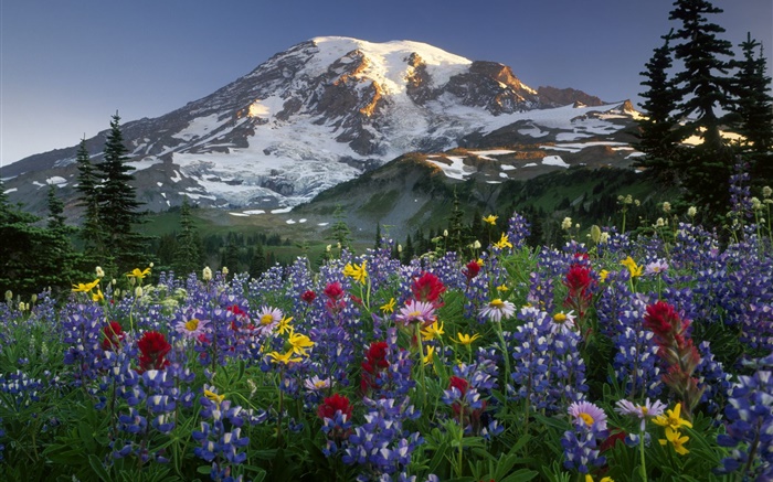 Montagnes, fleurs sauvages Fonds d'écran, image