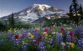Montagnes, fleurs sauvages HD Fonds d'écran