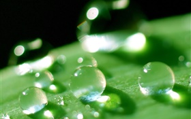 Nature leaf macro close-up, rosée, vert HD Fonds d'écran