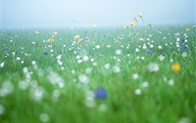 Nature paysages, de l'herbe, des fleurs sauvages HD Fonds d'écran
