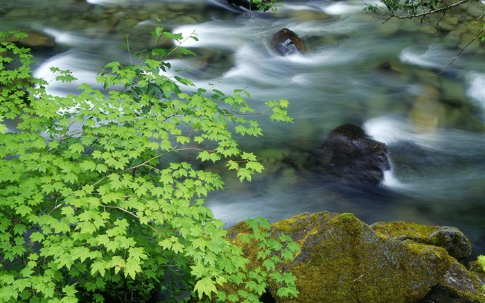 Nature paysages, plantes, feuilles, ruisseau, pierres Fonds d'écran, image
