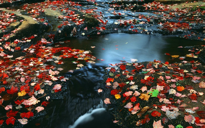 Nature paysages, feuilles rouges, ruisseau, automne Fonds d'écran, image