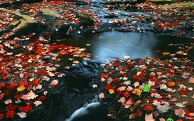 Nature paysages, feuilles rouges, ruisseau, automne HD Fonds d'écran