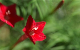 Une fleur rouge gros plan, fond vert