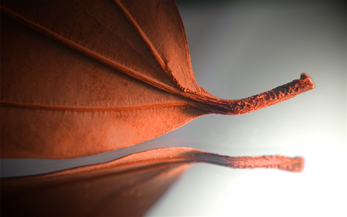 leaf Orange, photos créatives Fonds d'écran, image