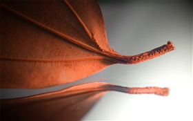 leaf Orange, photos créatives HD Fonds d'écran
