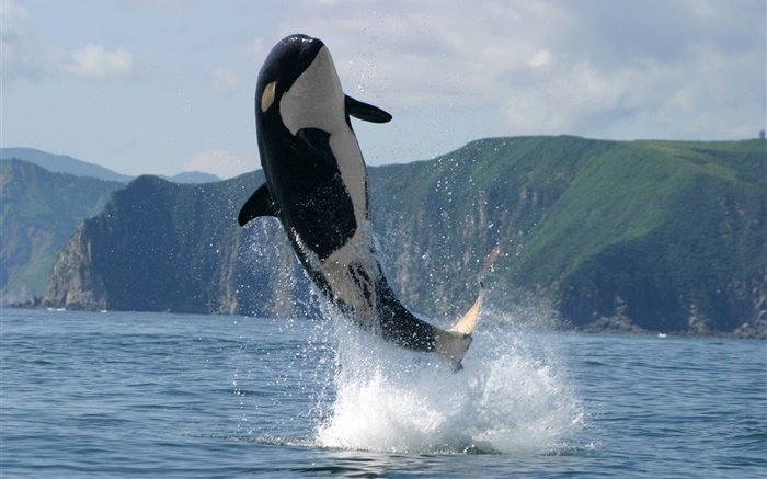 Orca saut, mer, éclaboussure d'eau Fonds d'écran, image