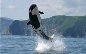 Orca saut, mer, éclaboussure d'eau