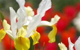 Orchidée fleur close-up, pétales jaunes blancs